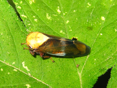 Drabescus conspicuus