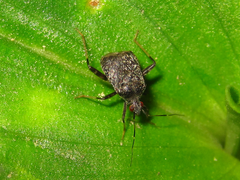 Proboscidocoris varicornis