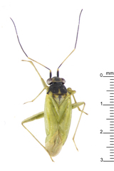 Cyrtorhinus