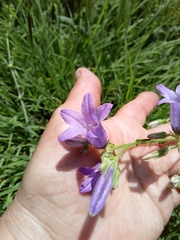 Campanula sarmatica