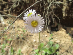 Erigeron pulchellus