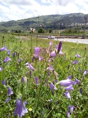 Campanula sarmatica
