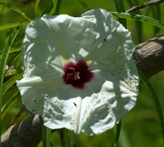 Ipomoea squamosa