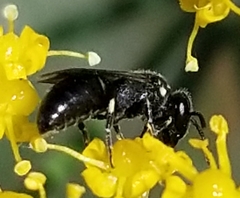Anthophila