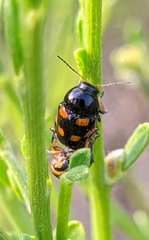 Cryptocephalus octoguttatus