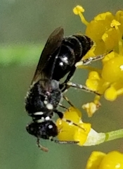 Anthophila