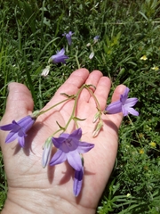 Campanula sarmatica