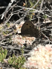 Cercyonis sthenele behrii