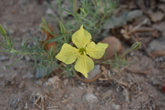 Oenothera hartwegii