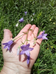 Campanula sarmatica
