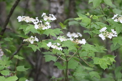 Viburnum opulus americanum