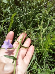 Campanula sarmatica