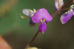 Desmodium distortum