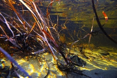 Posidonia australis