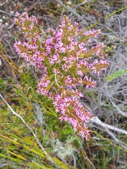 Erica uberiflora