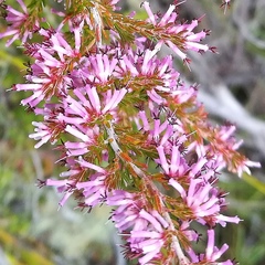 Erica uberiflora