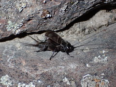 Gryllus saxatilis