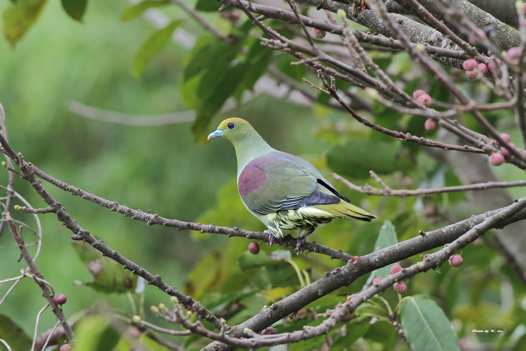 Whistling Green-Pigeon