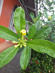 Thevetia ahouai