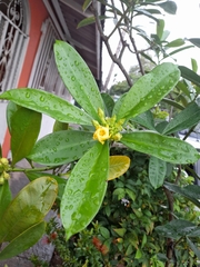 Thevetia ahouai