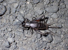 Gryllus saxatilis