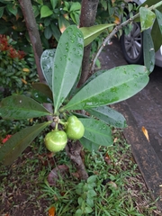 Thevetia ahouai
