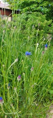 Centaurea cyanus