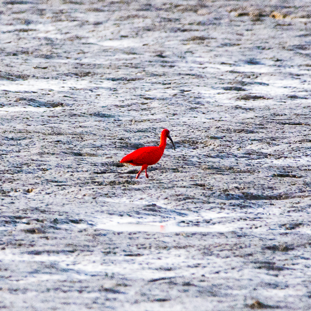 Scarlet Ibis