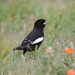 Lark Bunting - Photo (c) Greg Lasley, some rights reserved (CC BY-NC), uploaded by Greg Lasley