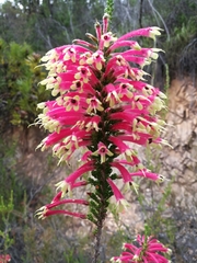 Erica densifolia
