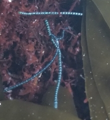 Chaetomorpha spiralis