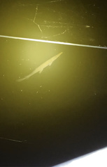 Lepisosteus platostomus