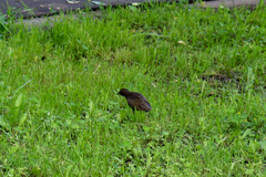 Sturnus vulgaris