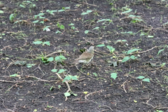 Turdus pilaris