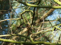 Regulus regulus