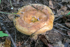 Paxillus involutus