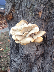 Fungi