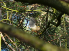 Regulus regulus