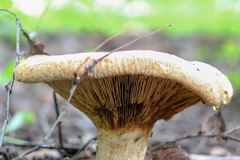 Paxillus involutus