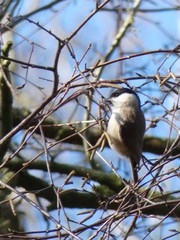 Poecile palustris