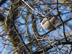 Poecile palustris