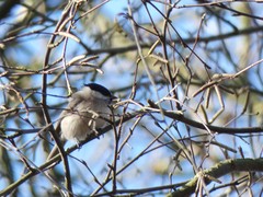 Poecile palustris