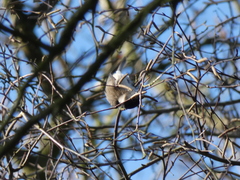 Poecile palustris