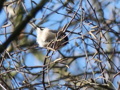 Poecile palustris