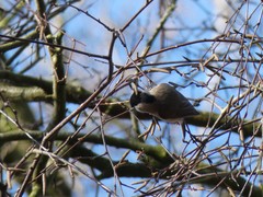 Poecile palustris
