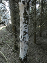 Fungi