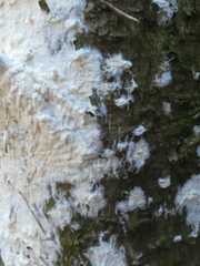 Fungi