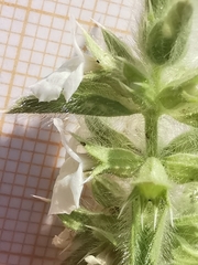 Sideritis romana romana