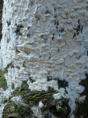 Fungi