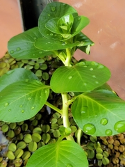 Ludwigia helminthorrhiza